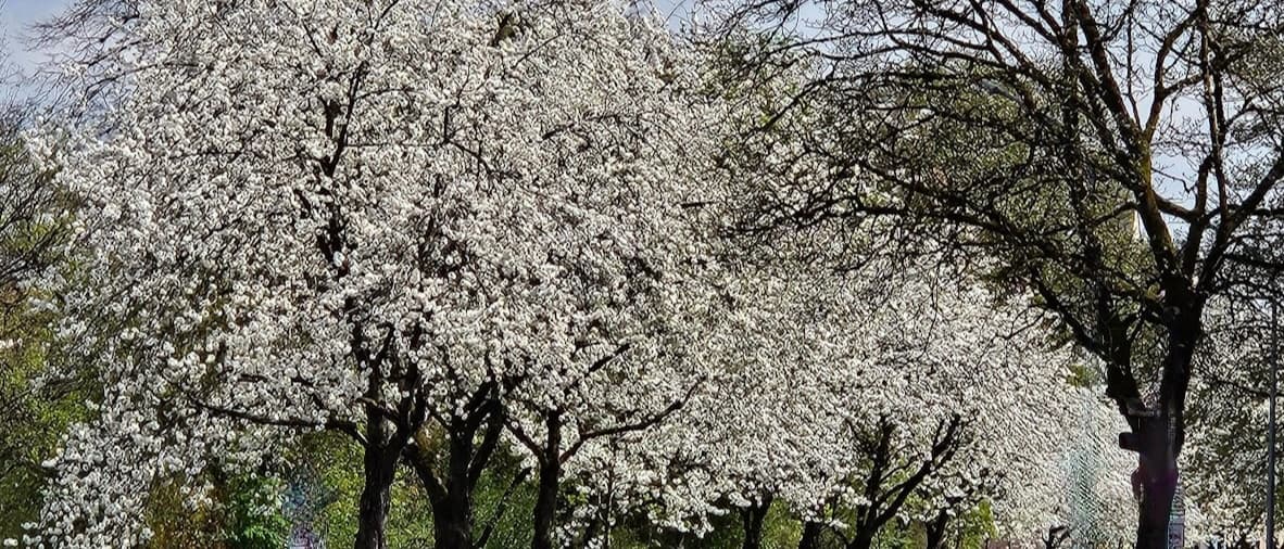 Warum Pasing-Obermenzing so gefragt ist